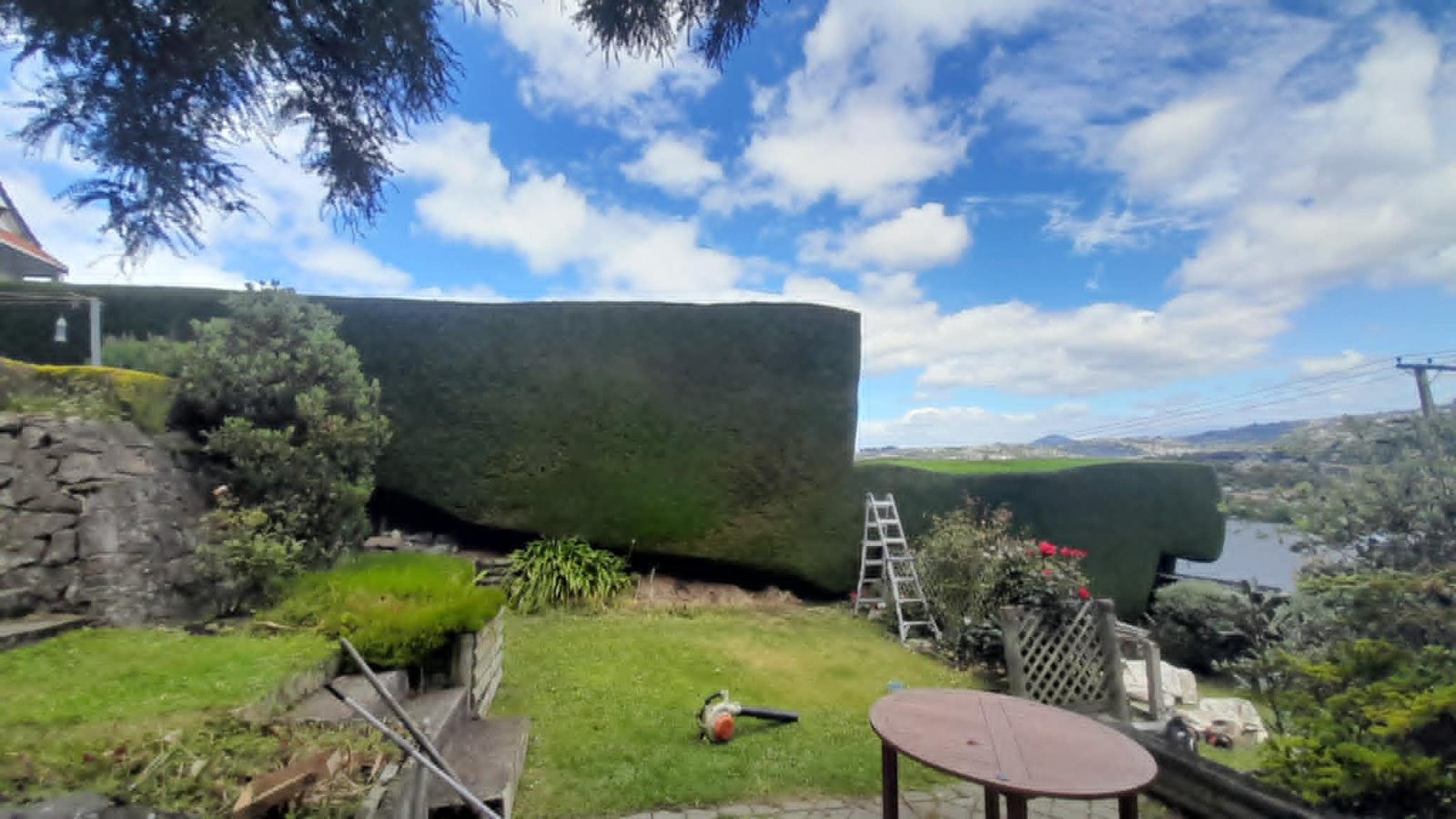Large macrocarpa shelter hedge trimmed to shape
