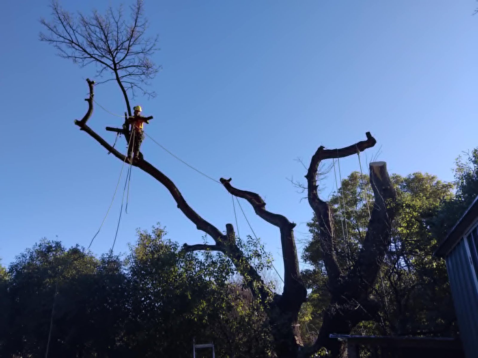 Ace Arboriculture arborist dismantling a large tree in Dunedin