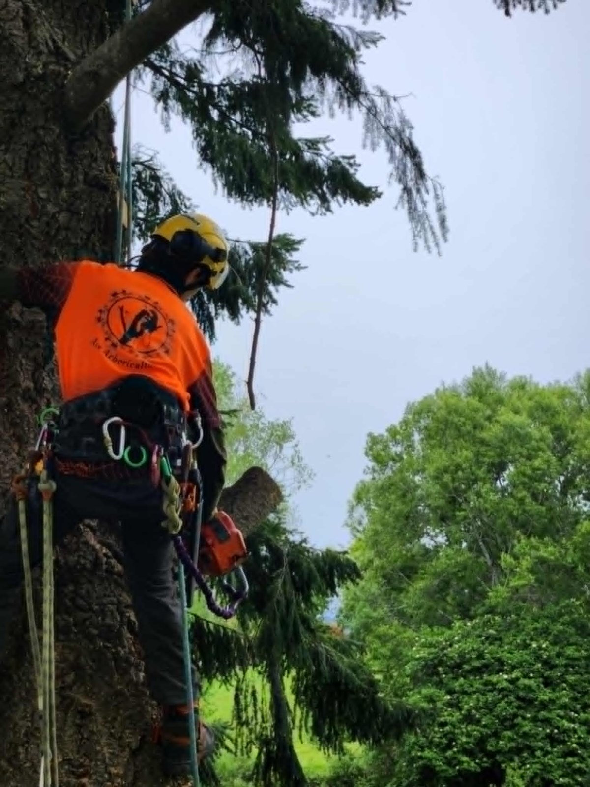 Qualified arborist climbing a conifer with a chainsaw